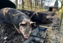 Kinderboerderij De Veenweide alternatieve trajecten jeugd