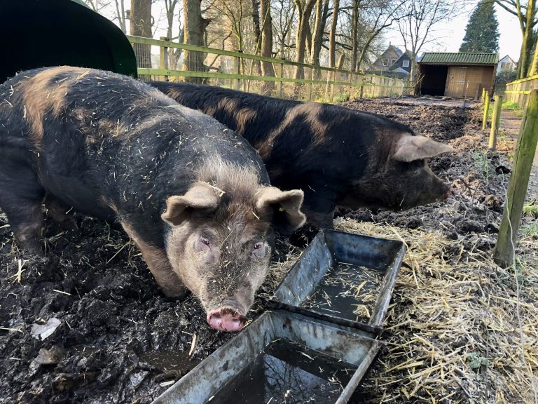 Kinderboerderij De Veenweide alternatieve trajecten jeugd